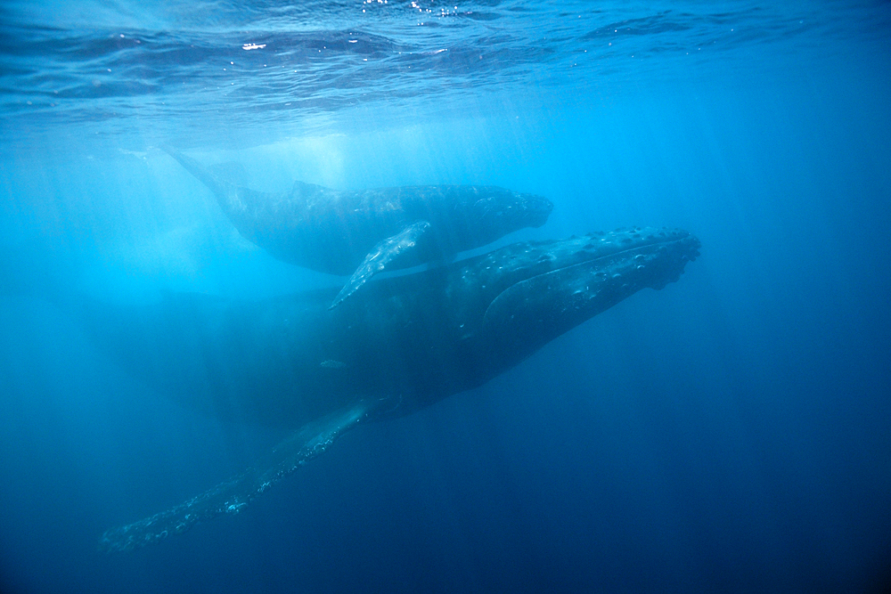 Humpback Whale, Mother and Calf, Megaptera novaeangliae, Socorro, Revillagigedo Islands, Mexico