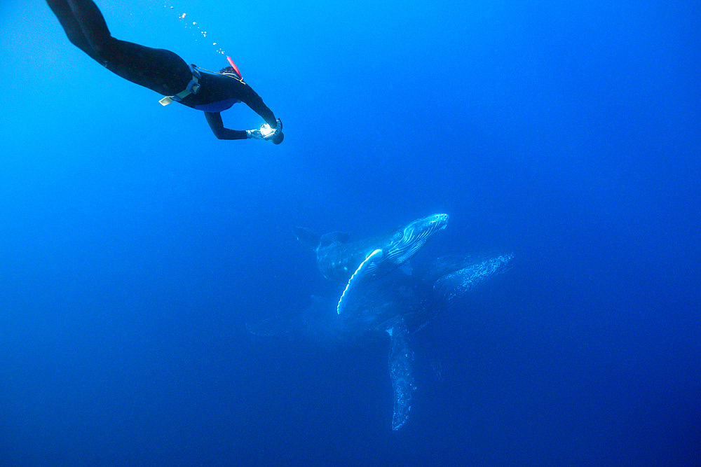 Humpback Whale, Mother and Calf, Megaptera novaeangliae, Socorro, Revillagigedo Islands, Mexico