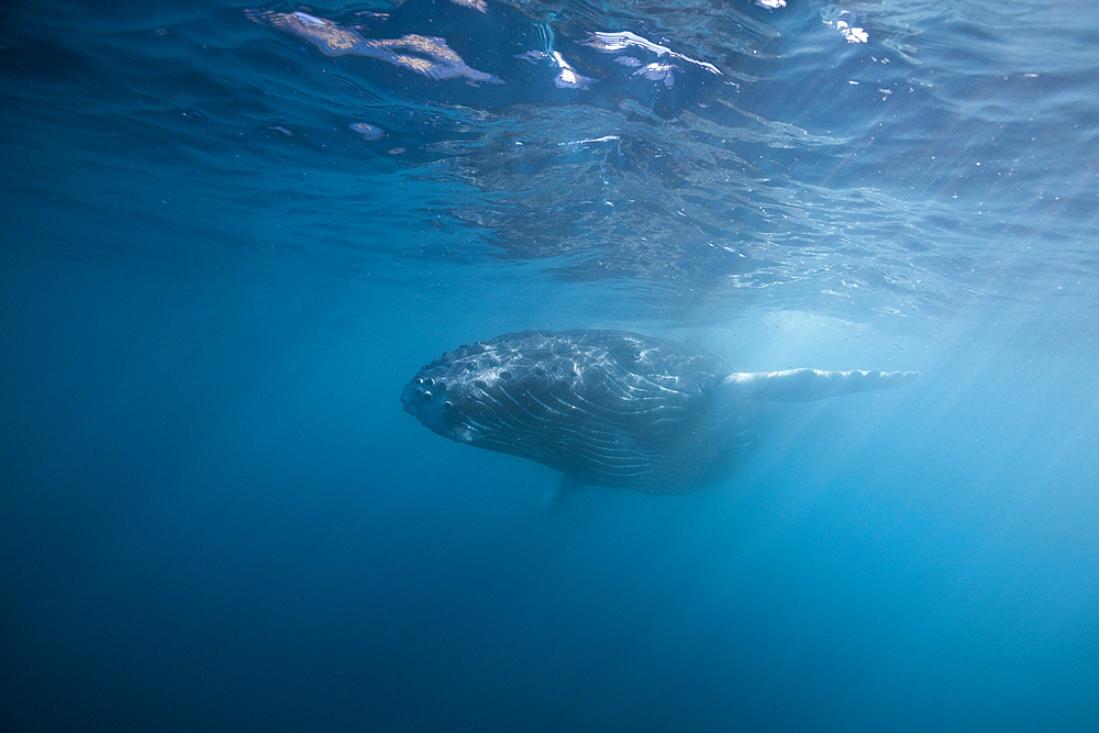 Humpback Whale, Megaptera novaeangliae, San Benedicto, Revillagigedo Islands, Mexico