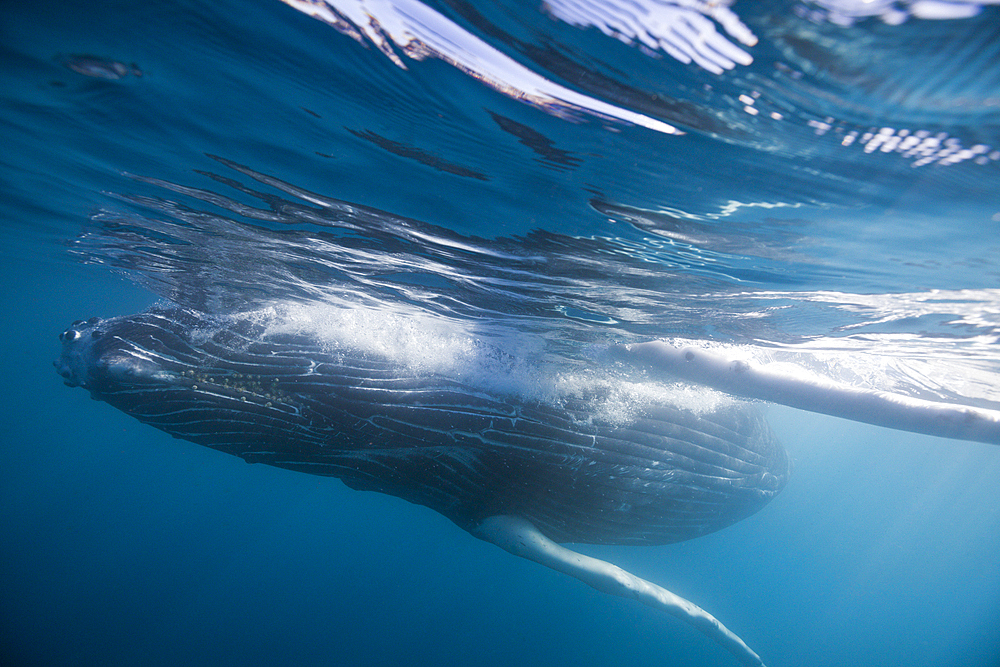 Humpback Whale, Megaptera novaeangliae, Socorro, Revillagigedo Islands, Mexico