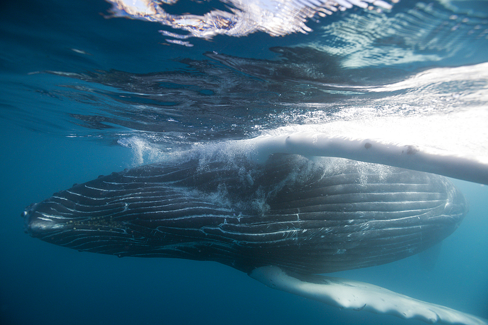 Humpback Whale, Megaptera novaeangliae, Socorro, Revillagigedo Islands, Mexico