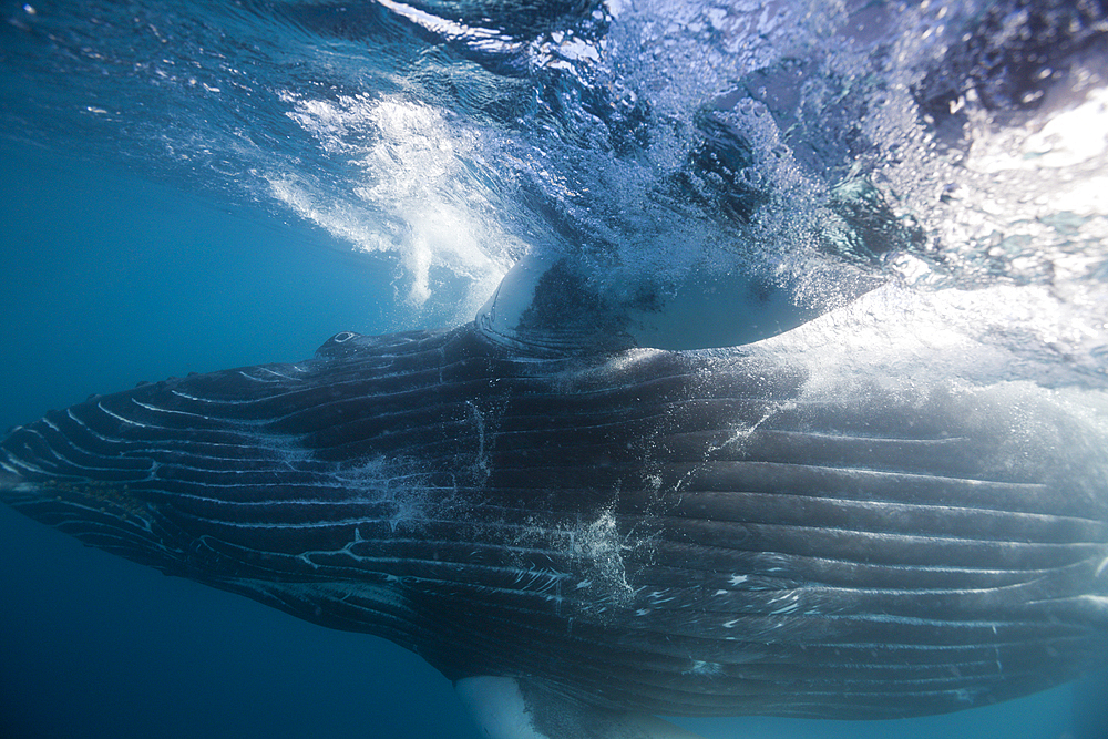 Humpback Whale, Megaptera novaeangliae, Socorro, Revillagigedo Islands, Mexico