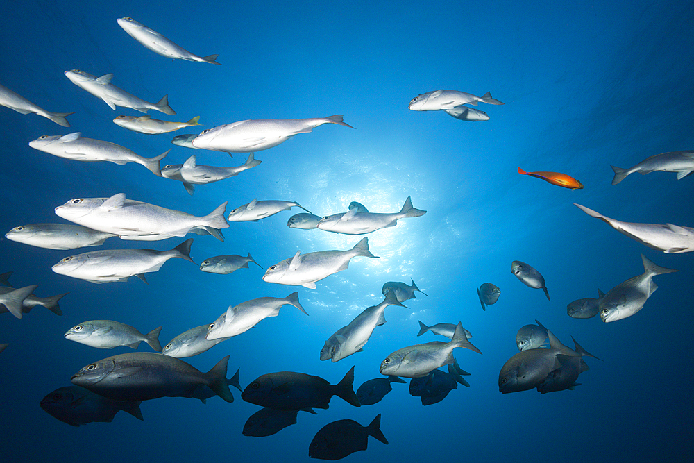 Shoal of Blue-bronze Sea Chub, Kyphosus analogus, Socorro, Revillagigedo Islands, Mexico