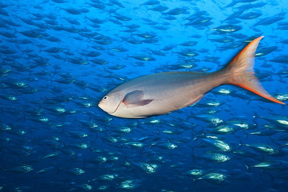 Pacific Creolefish, Paranthias colonus, Socorro, Revillagigedo Islands, Mexico