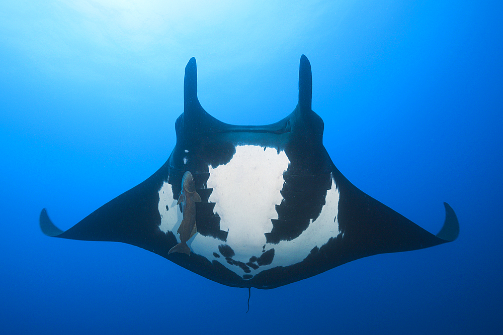 Manta, Manta birostris, Socorro, Revillagigedo Islands, Mexico