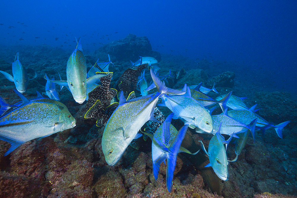 Bluefin Trevally, Caranx melampygus, Socorro, Revillagigedo Islands, Mexico