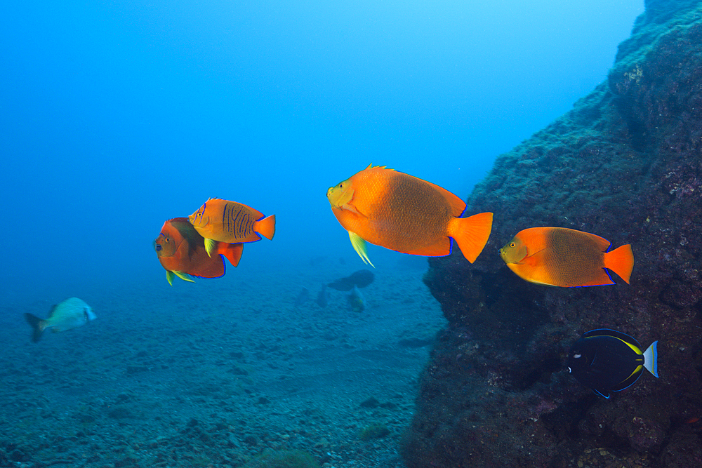 Clarion Angelfish, Holacanthus clarionensis, San Benedicto, Revillagigedo Islands, Mexico