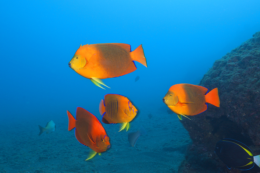 Clarion Angelfish, Holacanthus clarionensis, San Benedicto, Revillagigedo Islands, Mexico