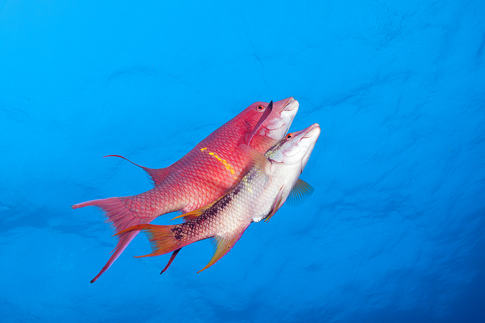 Mexican Hogfish, Bodianus diplotaenia, Socorro, Revillagigedo Islands, Mexico