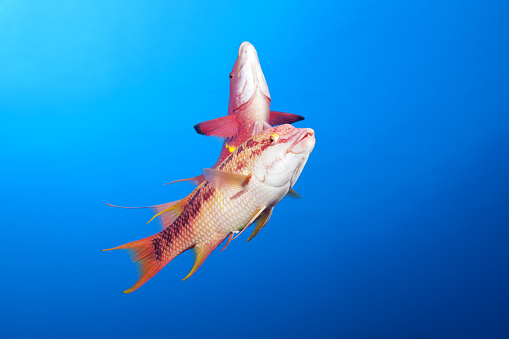 Mexican Hogfish, Bodianus diplotaenia, Socorro, Revillagigedo Islands, Mexico