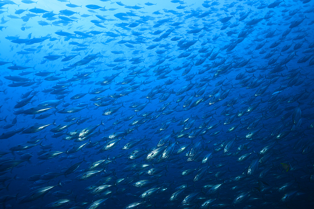 Shoal of Pacific Bonito, Sarda chiliensis chiliensis, San Benedicto, Revillagigedo Islands, Mexico