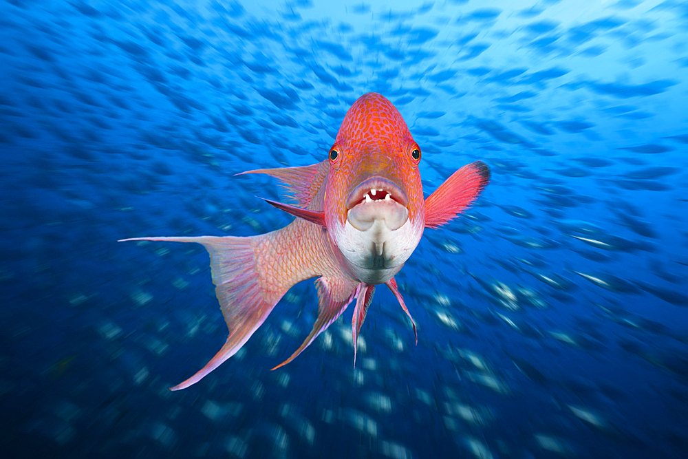 Mexican Hogfish, Bodianus diplotaenia, Socorro, Revillagigedo Islands, Mexico