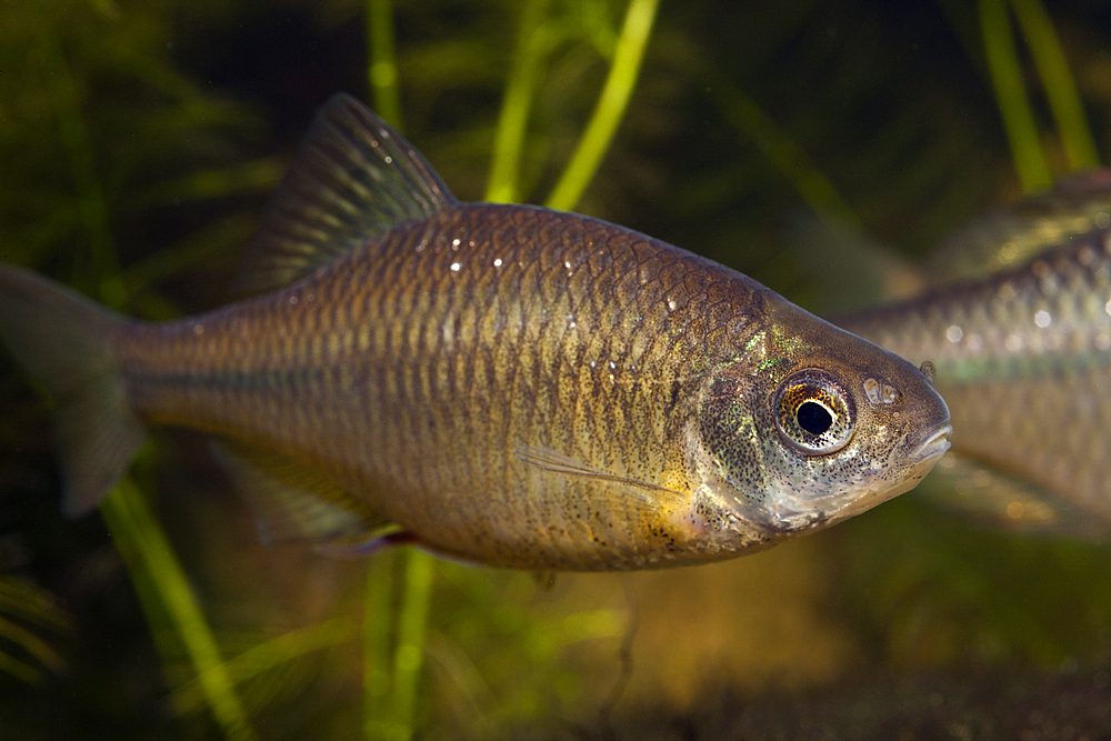 European Bitterling, Rhodeus amarus, Germany