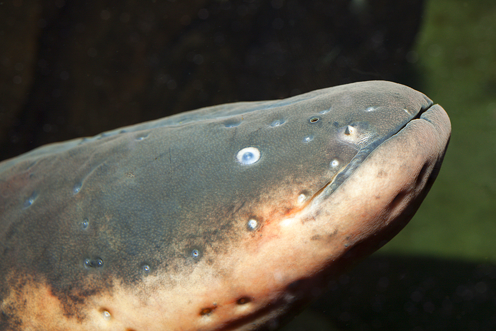 Electric Eel, Electrophorus electricus, Venezuela