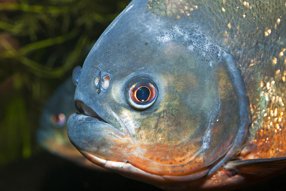 Red-bellied Piranha, Piranha vermelha, Brazil