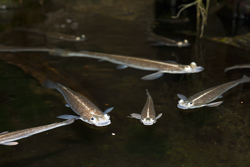 Four-eyed Fish, Anableps anableps, Brazil