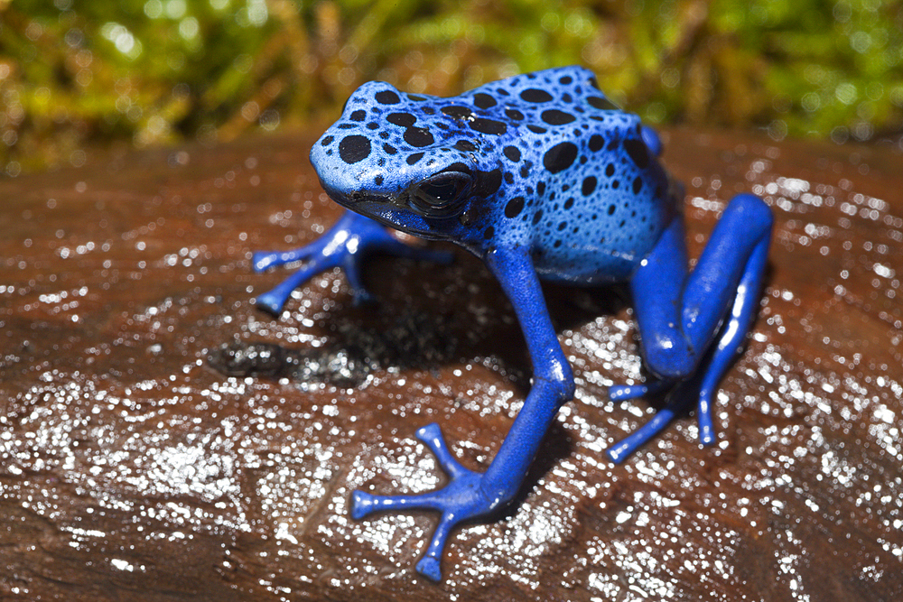 Blue Poison Dart Frog, Dendrobates tinctorius azureus, Suriname