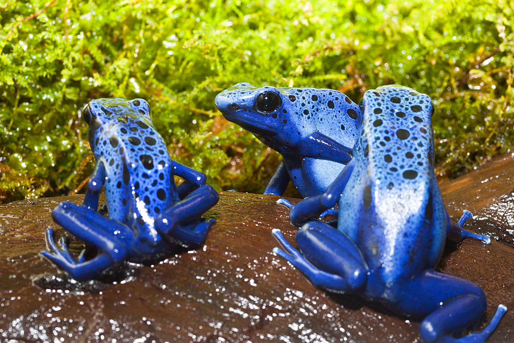 Blue Poison Dart Frog, Dendrobates tinctorius azureus, Suriname