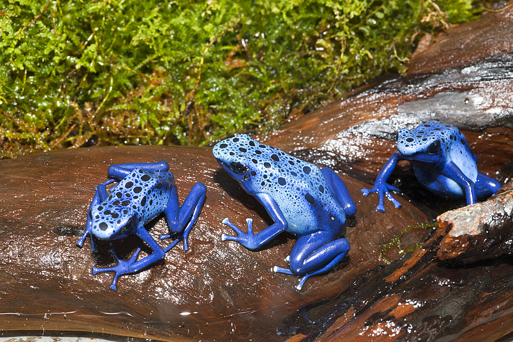 Blue Poison Dart Frog, Dendrobates tinctorius azureus, Suriname