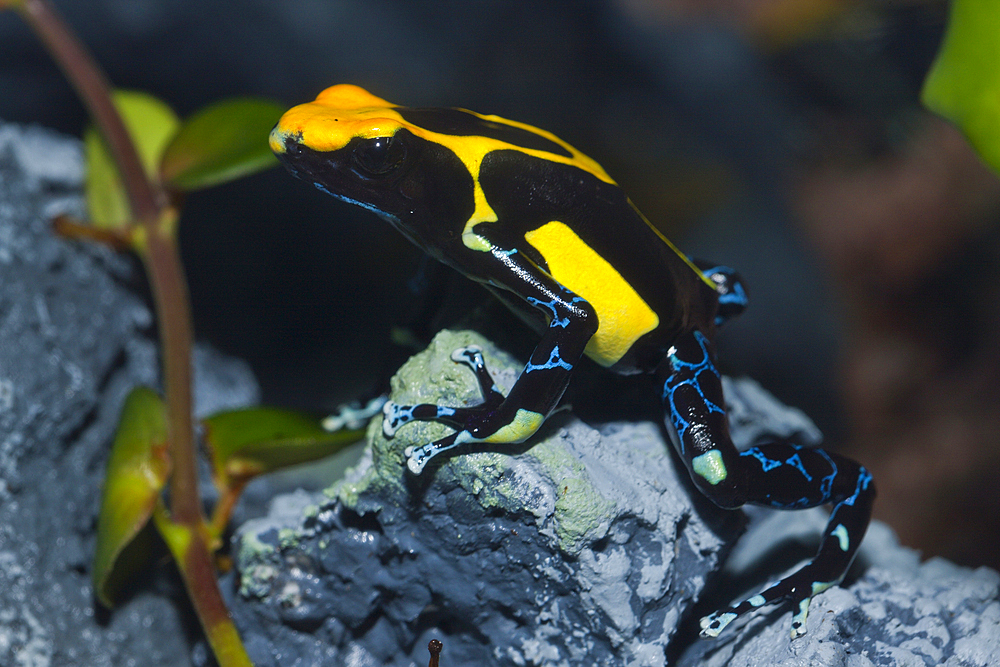 Dyeing Poison Dart Frog, Dendrobates tinctorius, Brazil