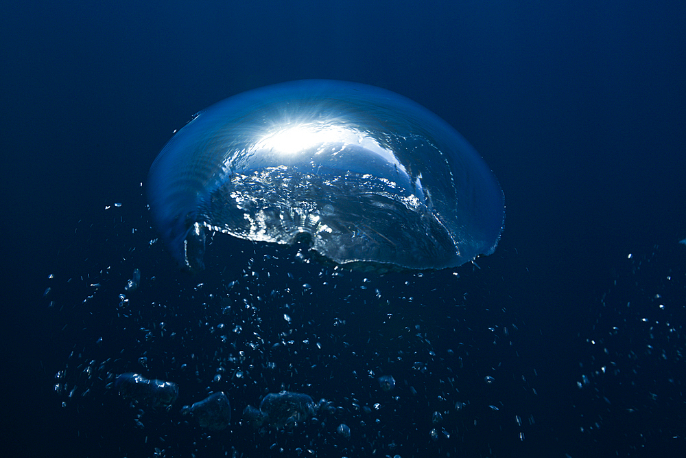 Air Bubbles in Ocean, Guadalupe Island, Mexico