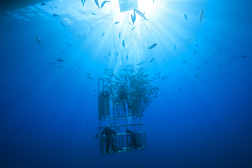 Great White Shark Cage Diving, Guadalupe Island, Mexico