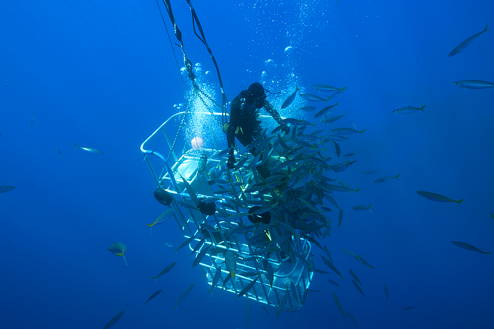 Great White Shark Cage Diving, Guadalupe Island, Mexico