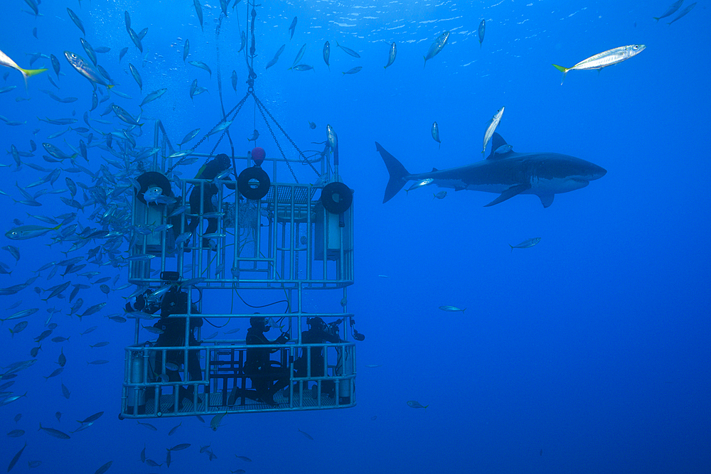 Great White Shark Cage Diving, Carcharodon carcharias, Guadalupe Island, Mexico