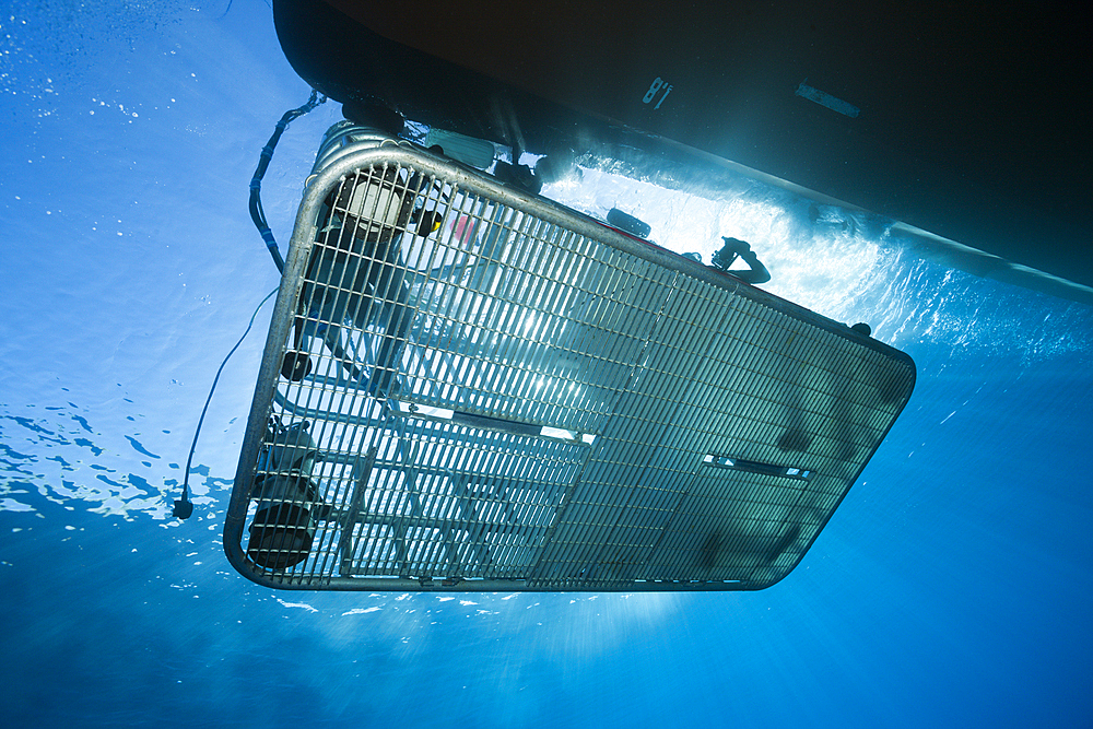 Great White Shark Cage Diving, Guadalupe Island, Mexico