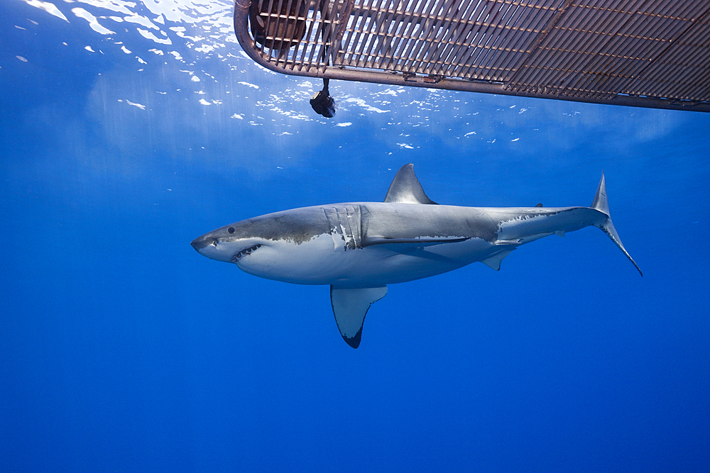 Great White Shark Cage Diving, Carcharodon carcharias, Guadalupe Island, Mexico