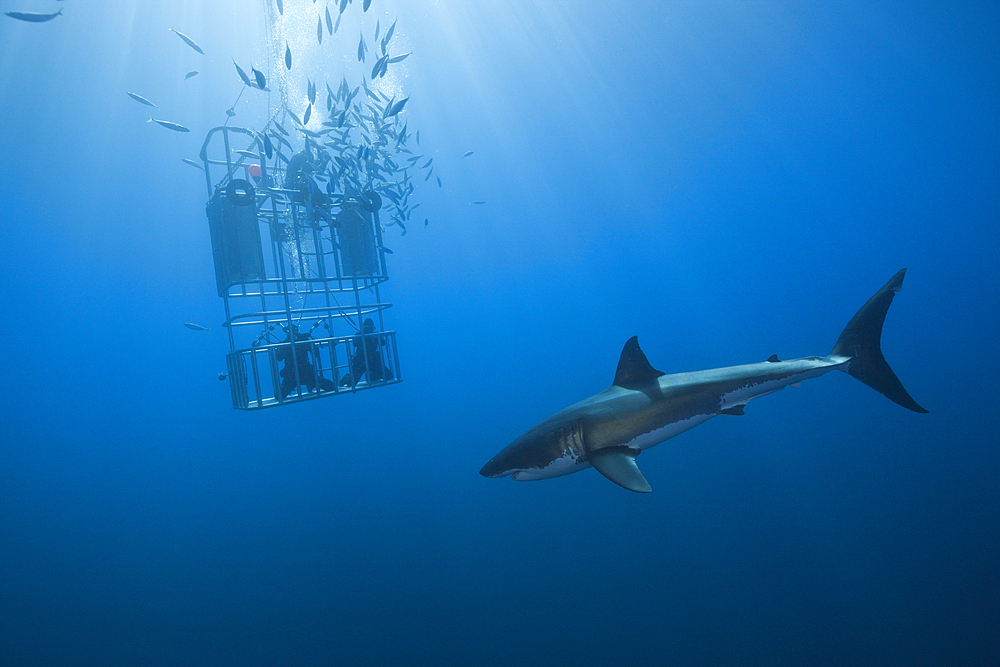 Great White Shark Cage Diving, Carcharodon carcharias, Guadalupe Island, Mexico