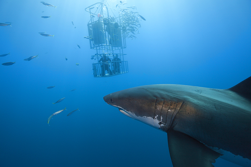 Great White Shark Cage Diving, Carcharodon carcharias, Guadalupe Island, Mexico