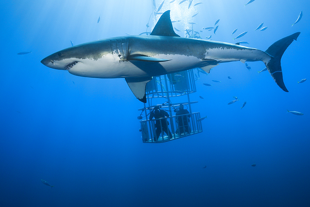 Great White Shark Cage Diving, Carcharodon carcharias, Guadalupe Island, Mexico