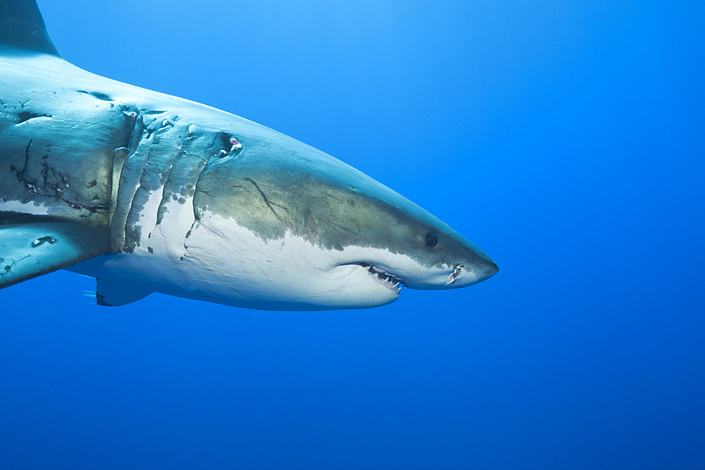 Great White Shark, Carcharodon carcharias, Guadalupe Island, Mexico