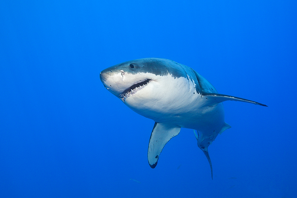 Great White Shark, Carcharodon carcharias, Guadalupe Island, Mexico