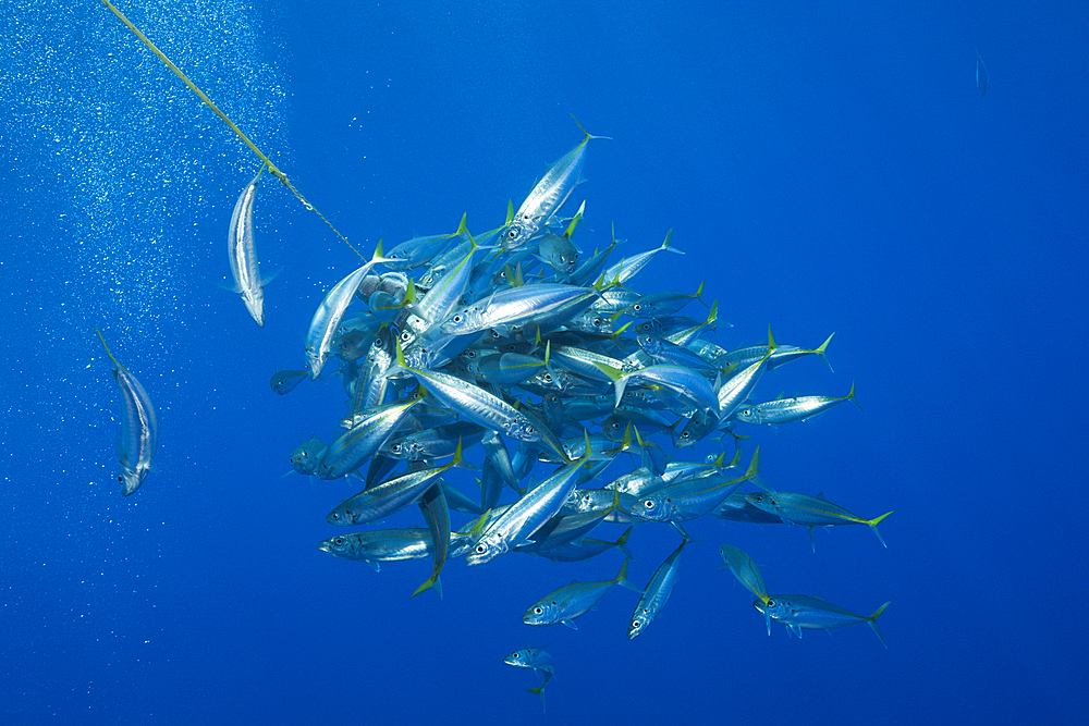 Pacific Jack Mackerels, Trachurus symmetricus, Guadalupe Island, Mexico