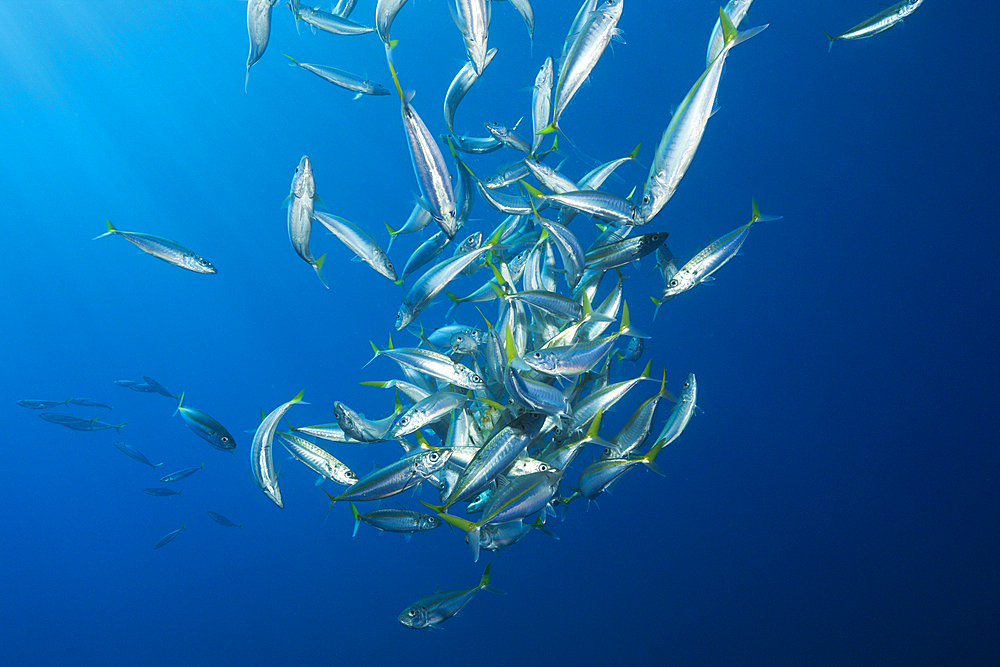 Pacific Jack Mackerels, Trachurus symmetricus, Guadalupe Island, Mexico