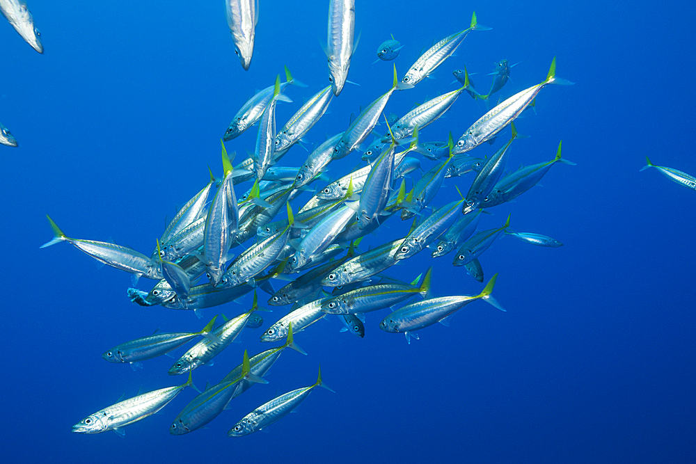 Pacific Jack Mackerels, Trachurus symmetricus, Guadalupe Island, Mexico