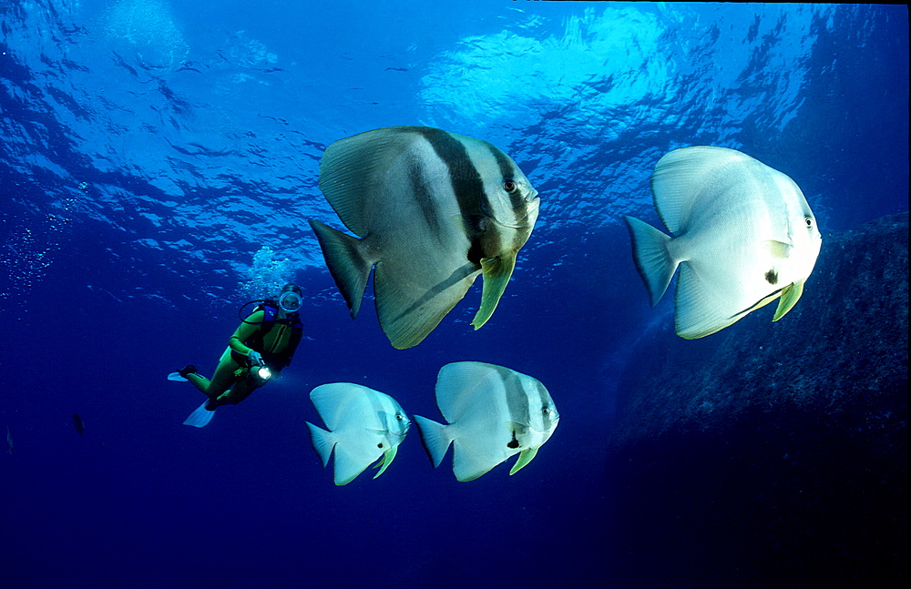 Pinnate batfish and scuba diver, Platax pinnatus, Malaysia, S?dchinesisches Meer, South chinese sea, Tioman