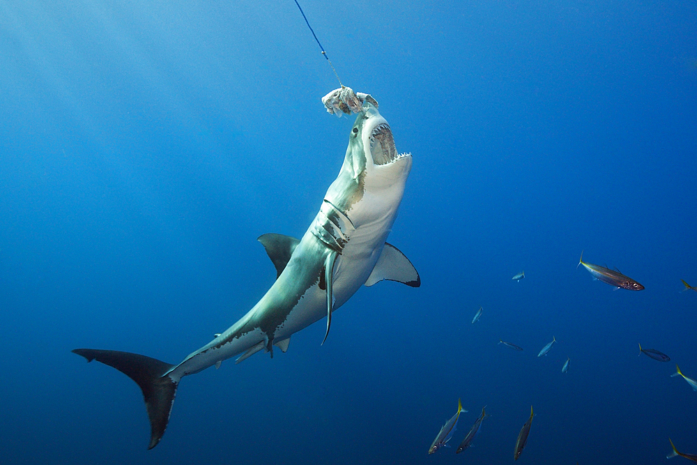 Great White Shark, Carcharodon carcharias, Guadalupe Island, Mexico