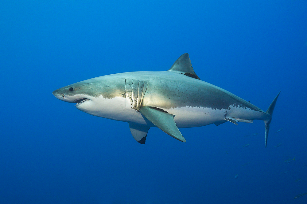 Great White Shark, Carcharodon carcharias, Guadalupe Island, Mexico