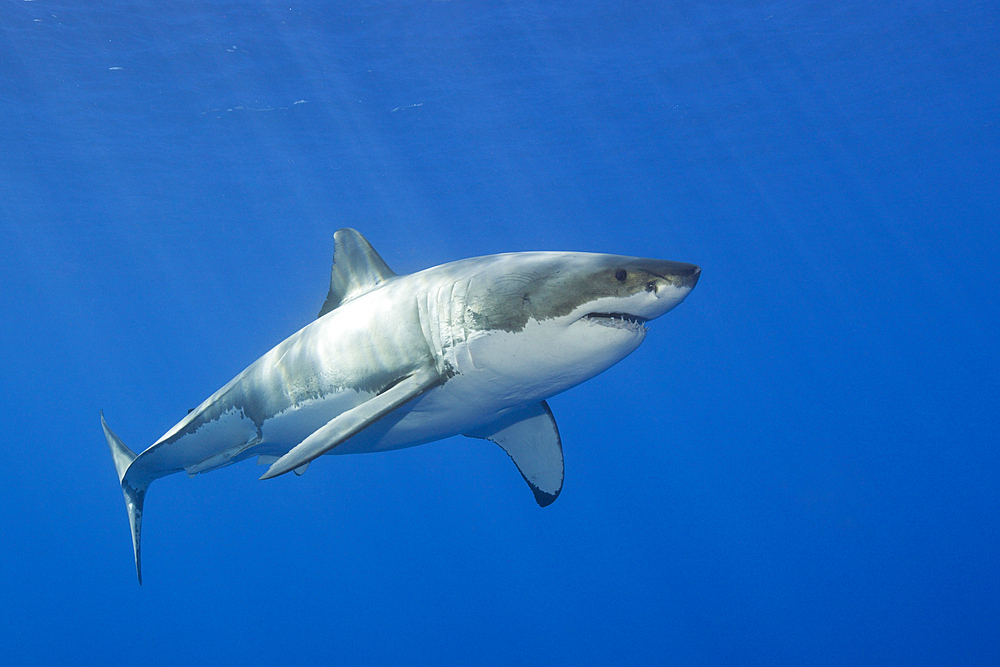 Great White Shark, Carcharodon carcharias, Guadalupe Island, Mexico