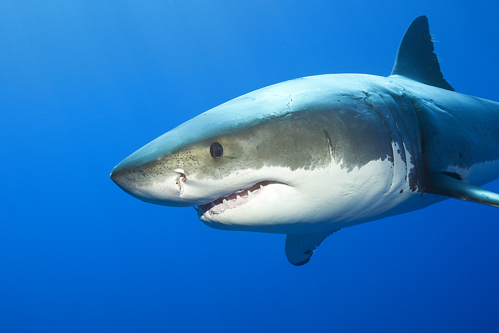 Great White Shark, Carcharodon carcharias, Guadalupe Island, Mexico