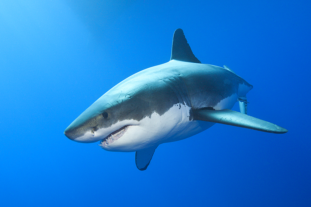 Great White Shark, Carcharodon carcharias, Guadalupe Island, Mexico