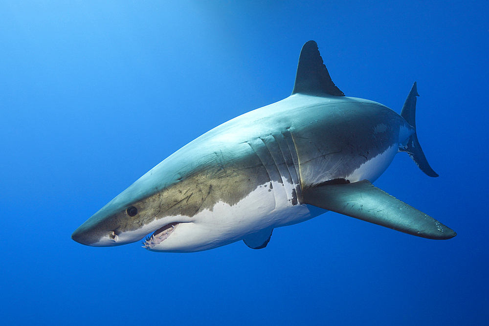 Great White Shark, Carcharodon carcharias, Guadalupe Island, Mexico