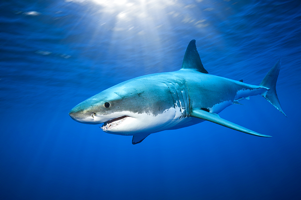 Great White Shark, Carcharodon carcharias, Guadalupe Island, Mexico