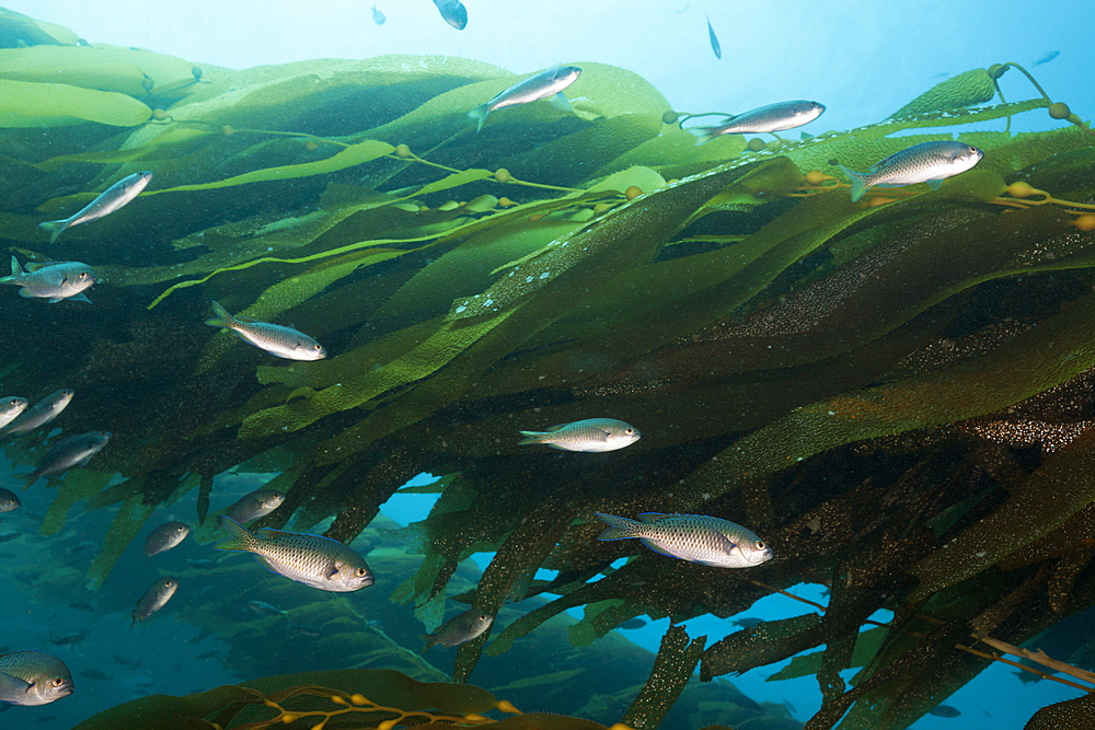 Blacksmith Damselfish in Kelp, Chromis punctipinnis, San Benito Island, Mexico