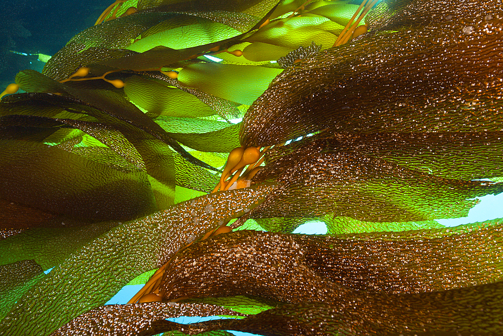 Kelp Forest Giant Kelp, Macrocystis pyrifera, San Benito Island, Mexico