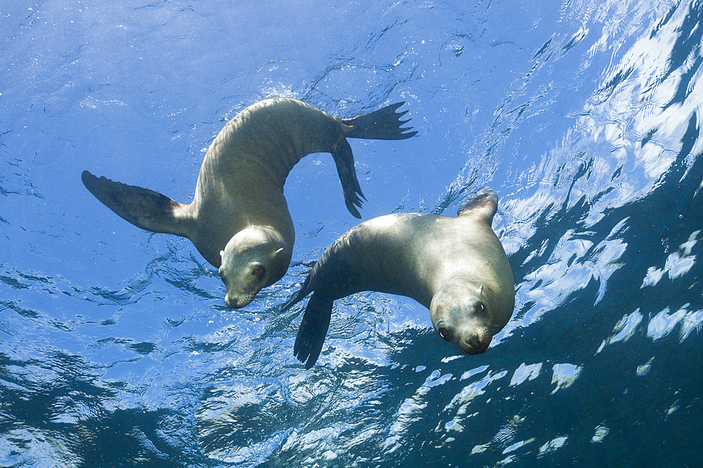 California Sea Lion, Zalophus californianus, San Benito Island, Mexico