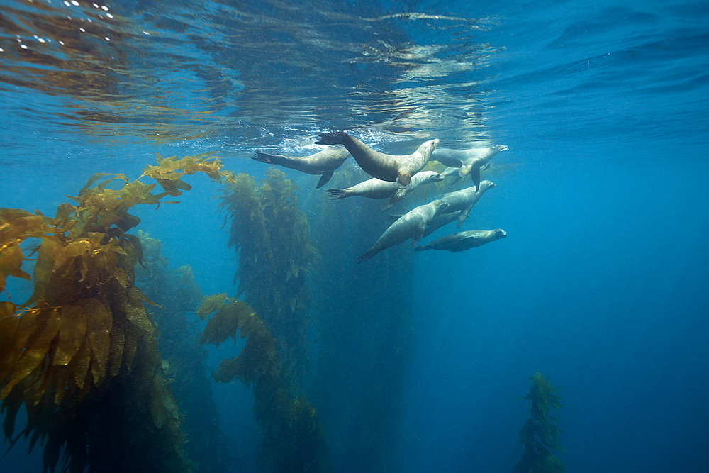 California Sea Lion, Zalophus californianus, San Benito Island, Mexico